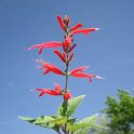 Salvia elegans